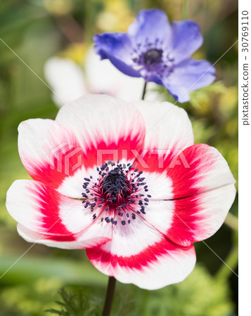 Flowers of anemone Flowers of anemone 30769110