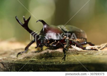 Kabuto昆蟲（千葉町田村市） 30769373