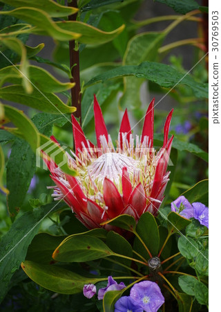 King Protia 30769503