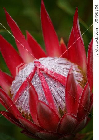 King Protia 30769504