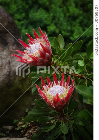 King Protia 30769507