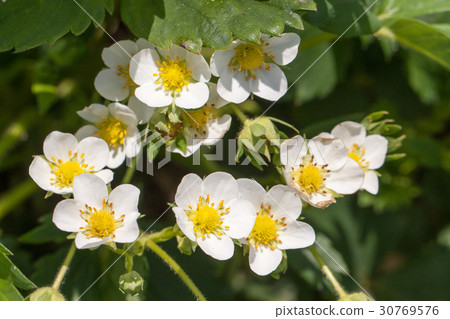 Closeup macro strawberry flower blossom at sunny Closeup macro strawberry flower blossom at sunny 30769576