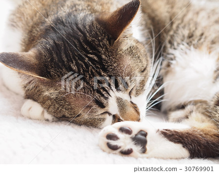 A cat to take a nap A cat to take a nap 30769901