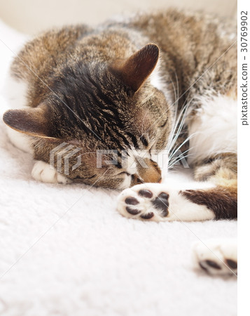 A cat to take a nap A cat to take a nap 30769902