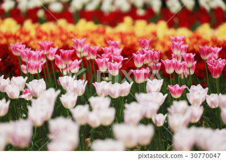 Tulip 1312 - Tulip 1312 - 30770047