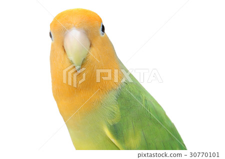 Lovebird on isolated 30770101