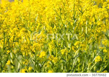 Blooming canola flowers close up Blooming canola flowers close up 30770482