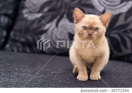 Beige kitten on gray sofa Beige kitten on gray sofa 30771264