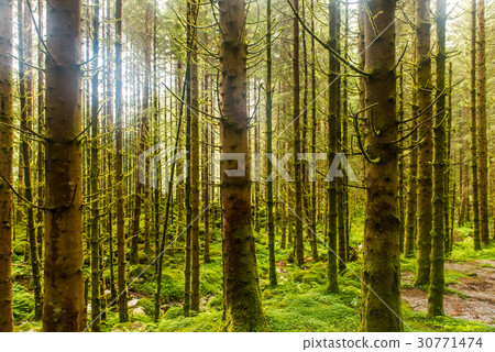 Sunlit spruce tree forest 30771474