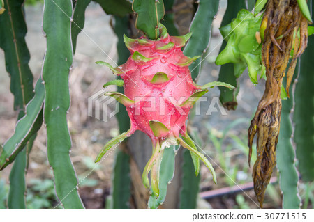 dragon Fruit on the tree after rain in garden 30771515