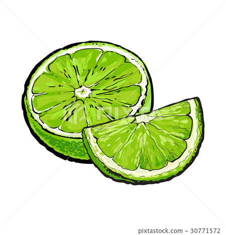 Half and quarter of ripe green lime, hand drawn Half and quarter of ripe green lime, hand drawn 30771572