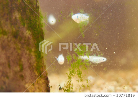 Moss eutrophication of aquarium 30771819