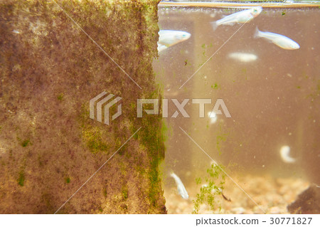 Moss eutrophication of aquarium 30771827