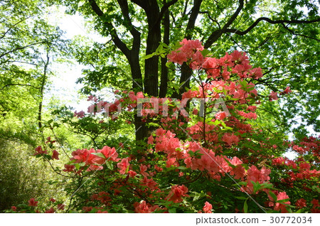 Spring of Tama Hills Municipal Naganuma Park is like this Hachioji City Spring of Tama Hills Municipal Naganuma Park is like this Hachioji City 30772034