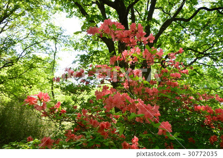 Spring of Tama Hills Municipal Naganuma Park is like this Hachioji City Spring of Tama Hills Municipal Naganuma Park is like this Hachioji City 30772035