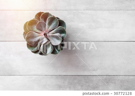 Succulent or cactus pot on gray concrete table Succulent or cactus pot on gray concrete table 30772128