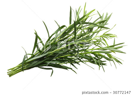 Bundle of tarragon Artemisia dracunculus, paths Bundle of tarragon Artemisia dracunculus, paths 30772147