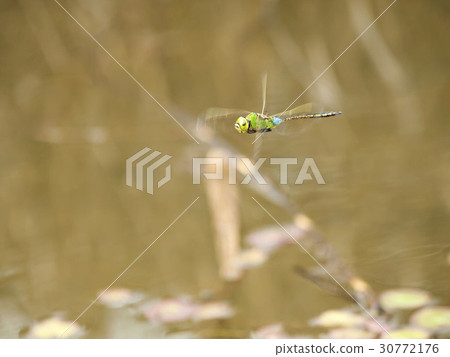 ANAX帕泰諾佩朱利葉斯 ANAX帕泰諾佩朱利葉斯 30772176