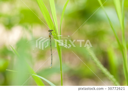 Ittombo Ittombo 30772621