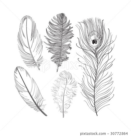 Hand drawn set of various black and white bird Hand drawn set of various black and white bird 30772864