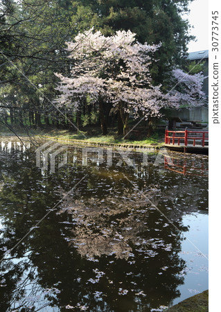 Zushida八幡宮的櫻花 Zushida八幡宮的櫻花 30773745