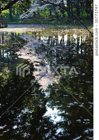 Zushida八幡宮的櫻花 Zushida八幡宮的櫻花 30773747