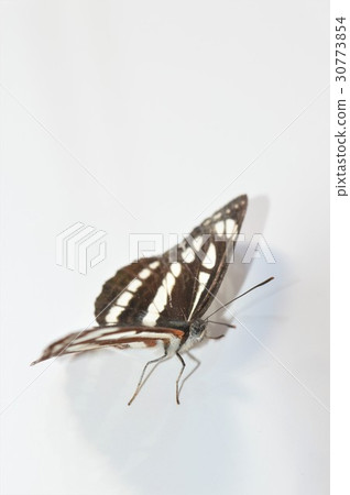 白色鸛蝴蝶白色背景 白色鸛蝴蝶白色背景 30773854