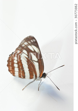 白色鸛蝴蝶白色背景 白色鸛蝴蝶白色背景 30773862