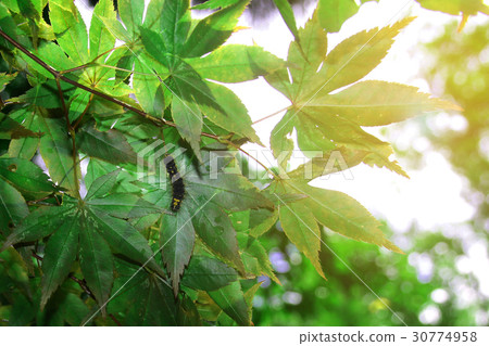 Worm on Japanese maple leaves with morning light. 30774958