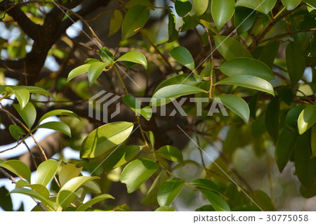 Tree: Sakaki Camellia 30775058