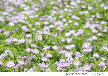 黃芪 30775198