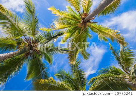 Coconut palm trees under blue sky background 30775241
