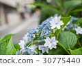  Gaku hydrangea 30775440