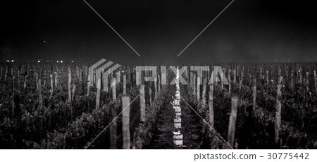 The Bordeaux vineyards affected by a devastating 30775442