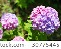 Hydrangea 30775445
