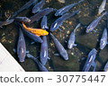 Flock of carp 30775447
