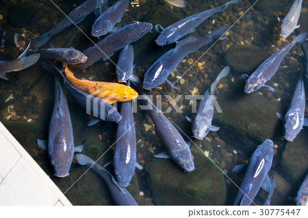 鯉魚群 30775447