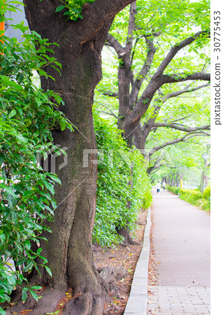 綠色的道路 30775453