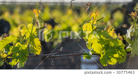 Young branch with sunlights in vineyards 30775463