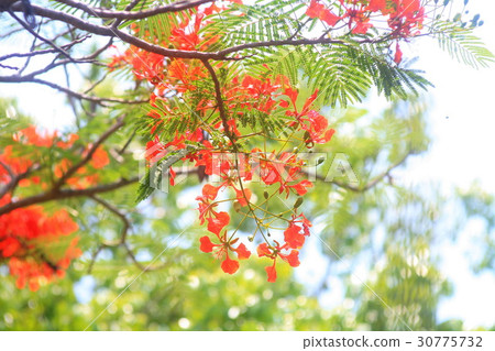 Caesalpinia pulcherrima : Flowers are the peacock' Caesalpinia pulcherrima : Flowers are the peacock' 30775732