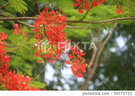 Caesalpinia pulcherrima : Flowers are the peacock' 30775733