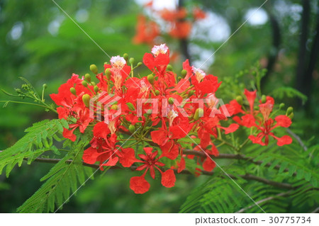 Caesalpinia pulcherrima : Flowers are the peacock' Caesalpinia pulcherrima : Flowers are the peacock' 30775734