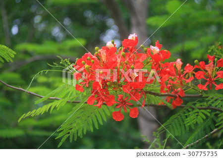 Caesalpinia pulcherrima : Flowers are the peacock' 30775735