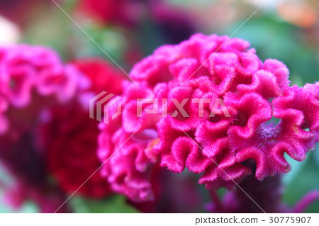 pink Cockcomb flower pink Cockcomb flower 30775907