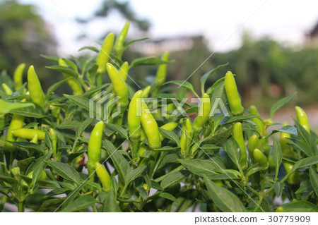 chilli on trees background 30775909