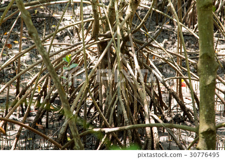 mangrove forest embroidered in the sea 30776495