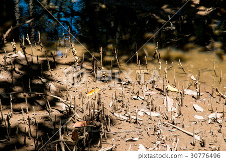 mangrove forest embroidered in the sea 30776496