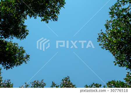 mangrove  forest inThailand 30776518