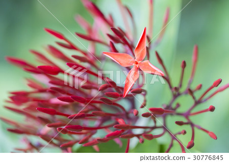 Red ixora bloom single selective focus copy space. 30776845