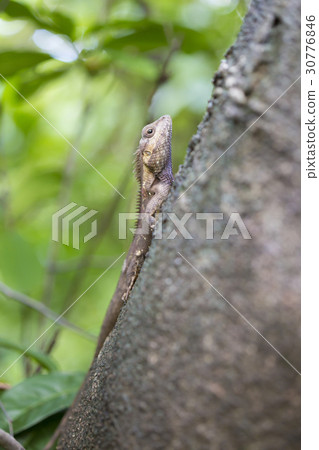 Chameleon lizard on the tree. 30776846